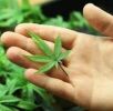 St Louis, MO. Cannabis Insurance